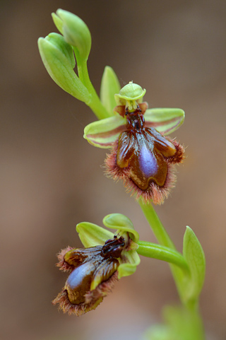 Ophrys lusitanica x speculum