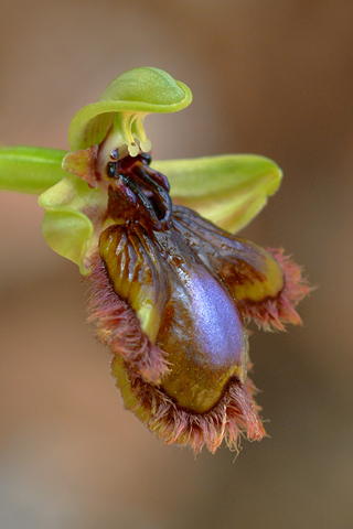 Ophrys lusitanica x speculum