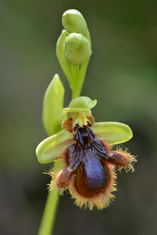 Ophrys lusitanica x speculum