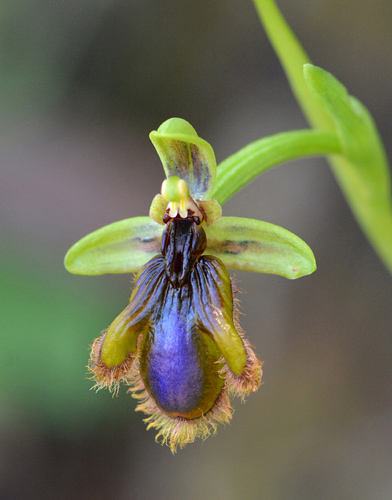 Ophrys lusitanica