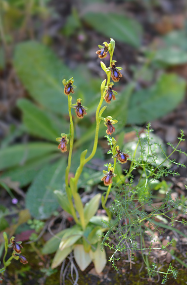 Ophrys lusitanica