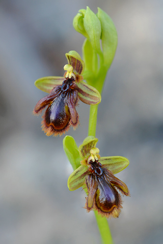 Ophrys lusitanica