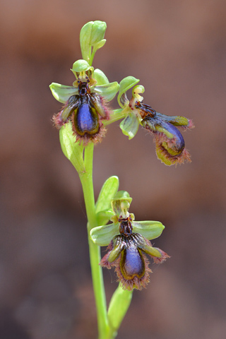 Ophrys lusitanica