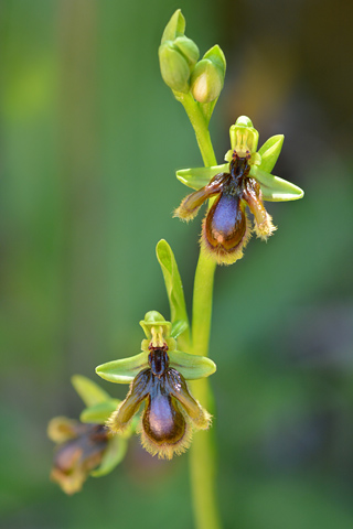 Ophrys lusitanica