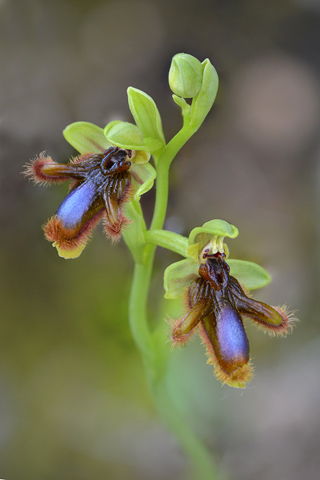 Ophrys lusitanica