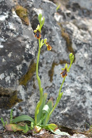 Ophrys lusitanica