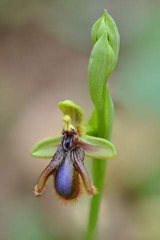 Ophrys lusitanica