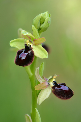 Ophrys incubacea x magniflora