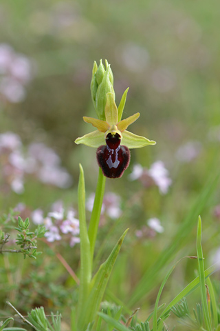 Ophrys incubacea x magniflora