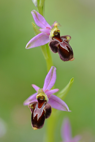 Ophrys magniflora x picta