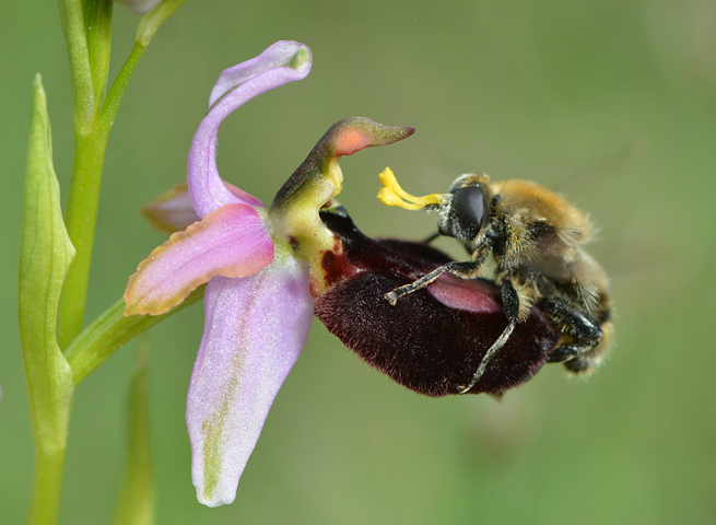 Ophrys bertolonii ssp. magniflora