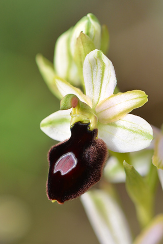 Ophrys bertolonii ssp. magniflora