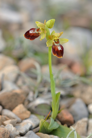 Ophrys delforgei x exaltata ssp. marzuola