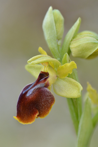 Ophrys lutea x marzuola
