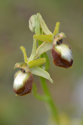 Ophrys occidentalis lusus