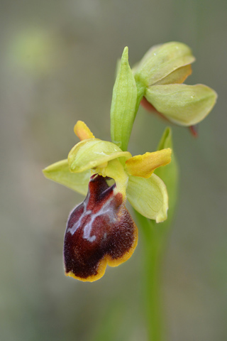 Ophrys lutea x passionis