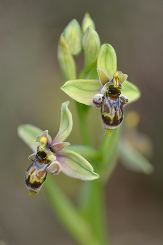 Ophrys bombyliflora x picta