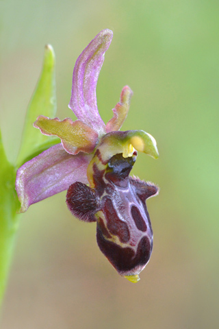 Ophrys passionis x picta