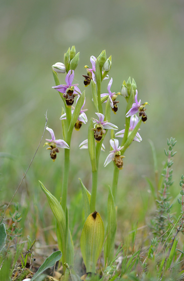 Ophrys picta