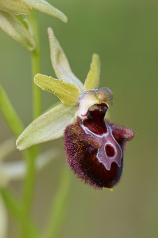 Ophrys incubacea x provincialis