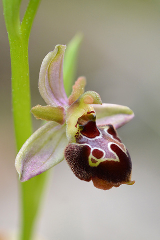 Ophrys picta x provincialis