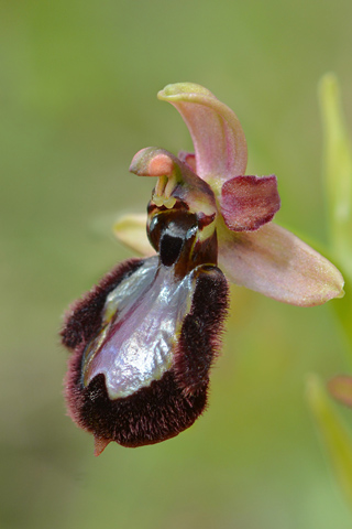 Ophrys drumana x speculum
