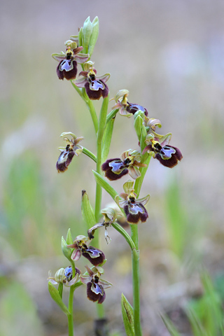 Ophrys speculum x splendida