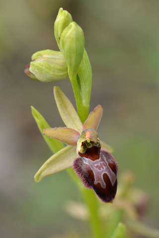 Ophrys provincialis x splendida