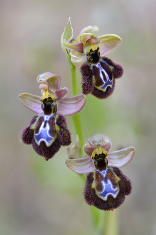 Ophrys speculum x splendida