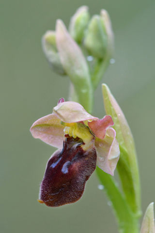 Ophrys ficalhoana x sulcata