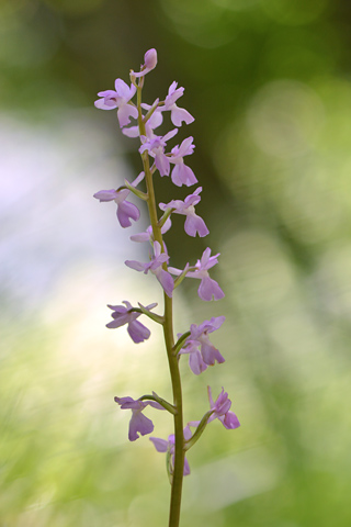 Orchis langei