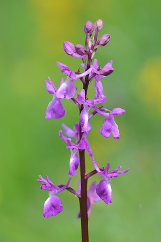 Orchis langei