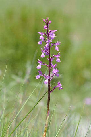 Orchis langei