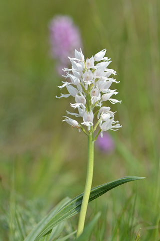 Orchis militaris