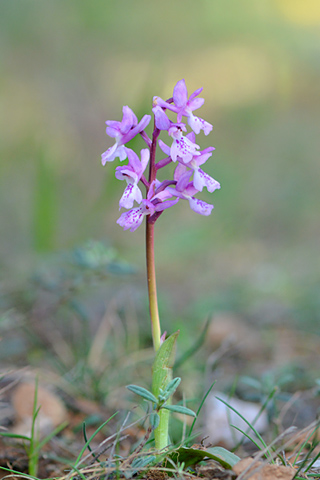 Orchis olbiensis