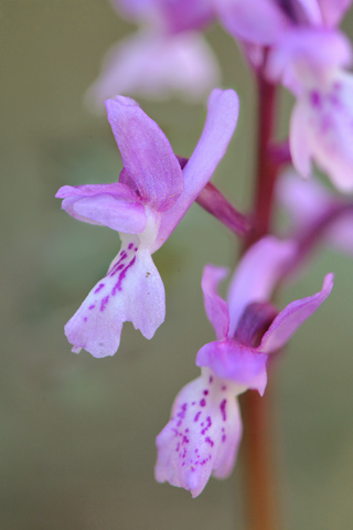 Orchis olbiensis