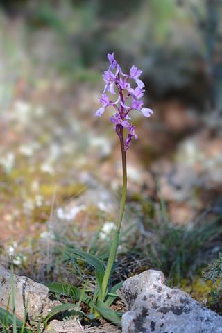 Orchis olbiensis