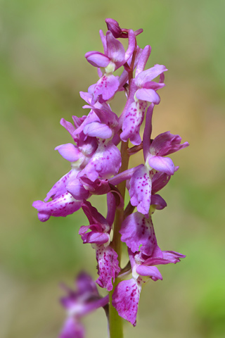 Orchis pallens x spitzelii