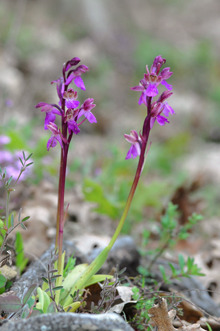 Orchis spitzelii