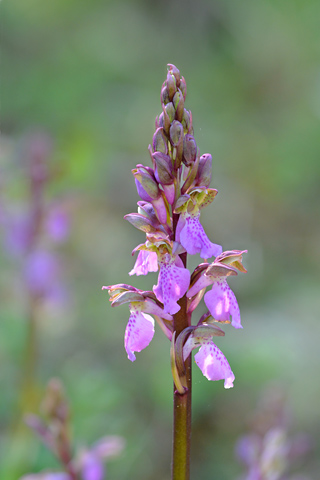 Orchis spitzelii