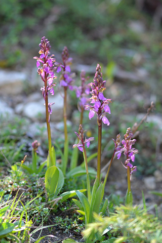 Orchis spitzelii