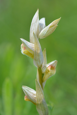 Serapias vomeracea