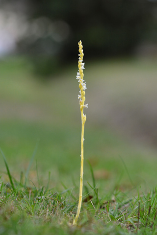 Spiranthes spiralis