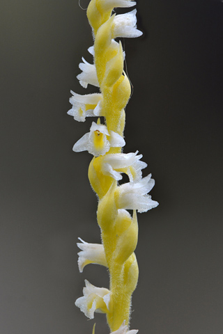 Spiranthes spiralis