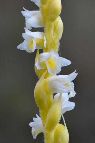 Spiranthes spiralis