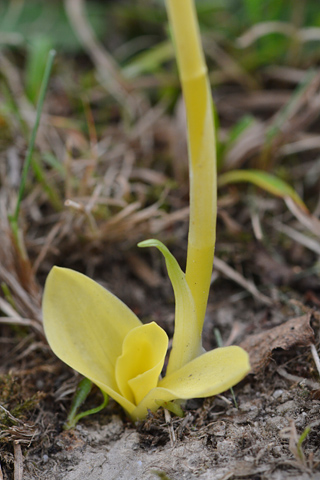 Spiranthes spiralis