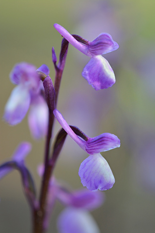 Anacamptis champagneuxii