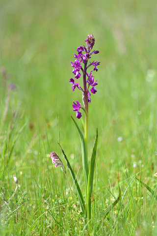 Anacamptis laxiflora