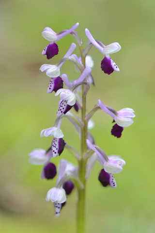 Anacamptis longicornu