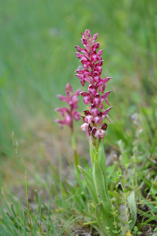 Anacamptis coriophora ssp. martrinii